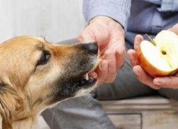 娱乐吃瓜菌狗狗视频大全,趣味视频大全集锦