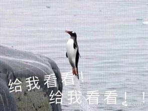 娱乐吃瓜酱飞鸟与鱼